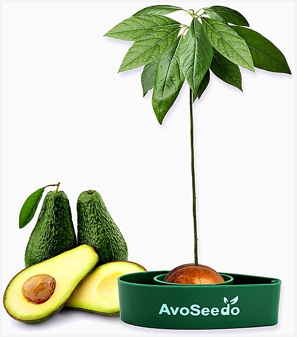 Grow Your Own Avocado Tree The Perfect Indoor Gardening Gift