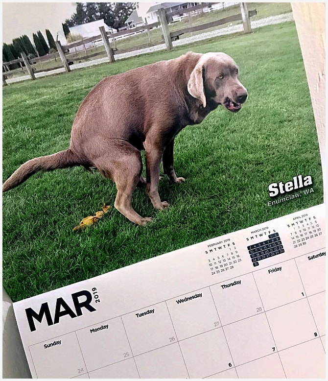 Pooping Pooches Calendar A Year of Laughter and Love